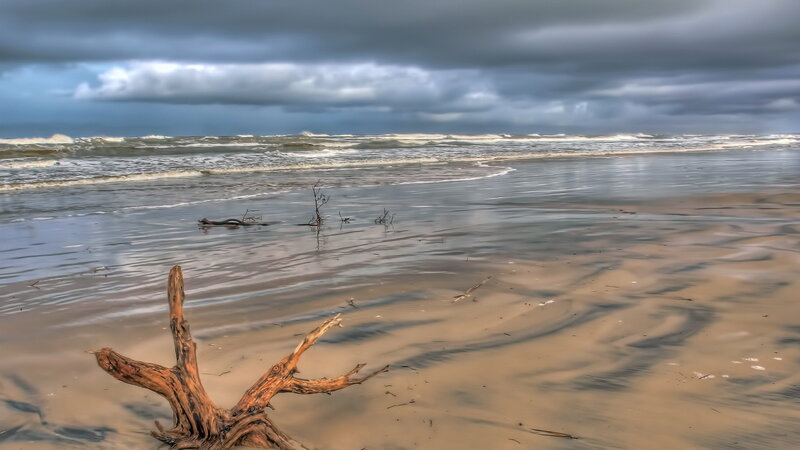 Driftwood on Beach — Gray, Dramatic, Photograph