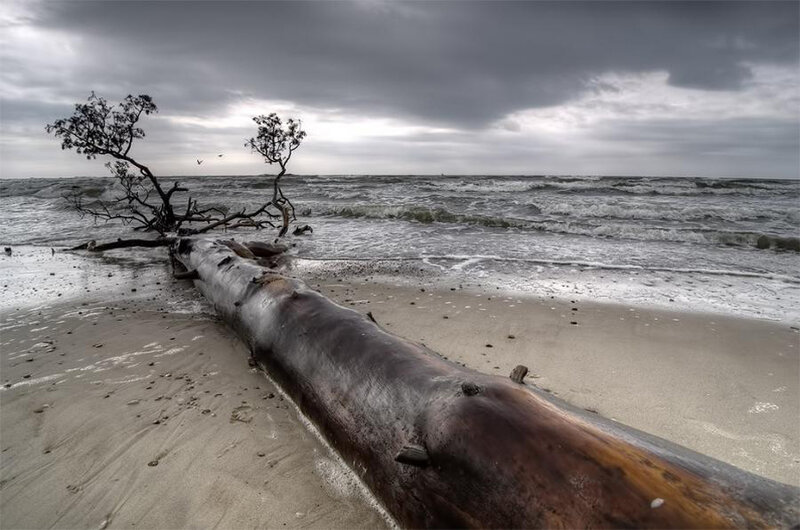 Driftwood on Beach — Gray, Dramatic, Photograph, Tree