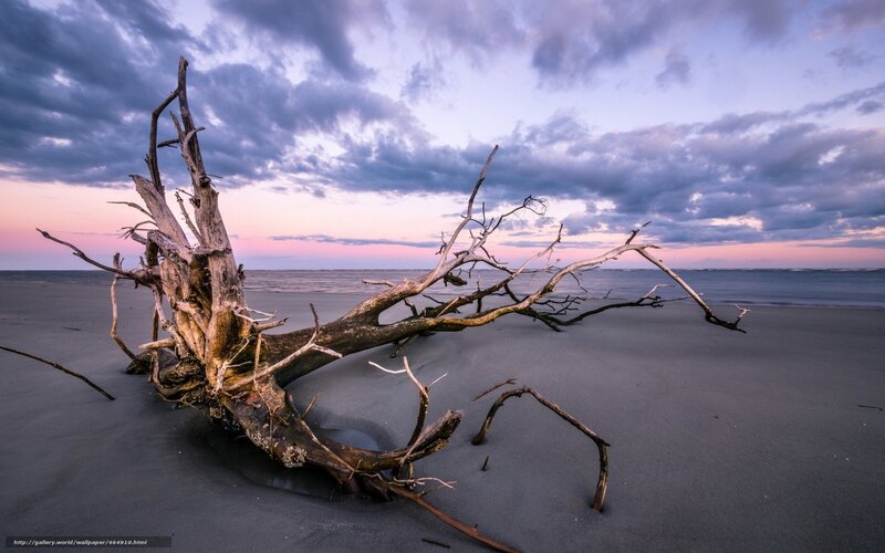 Driftwood on Beach — Gray, Dramatic, Sunset, Photograph, Sand