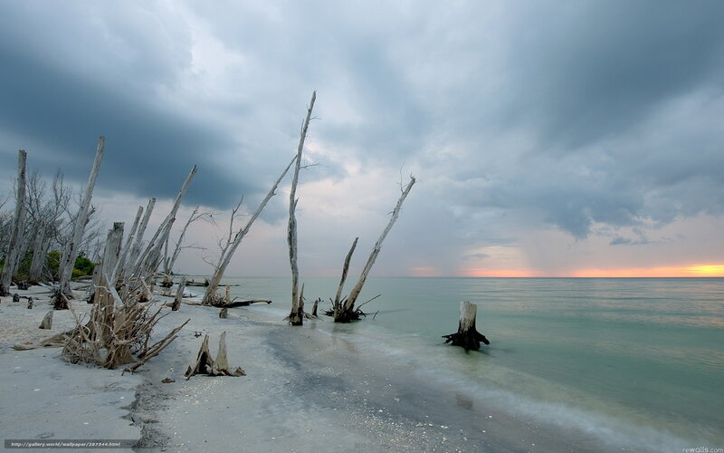 Driftwood on Beach — Gray, Dramatic, Sunset, Photograph, Trees