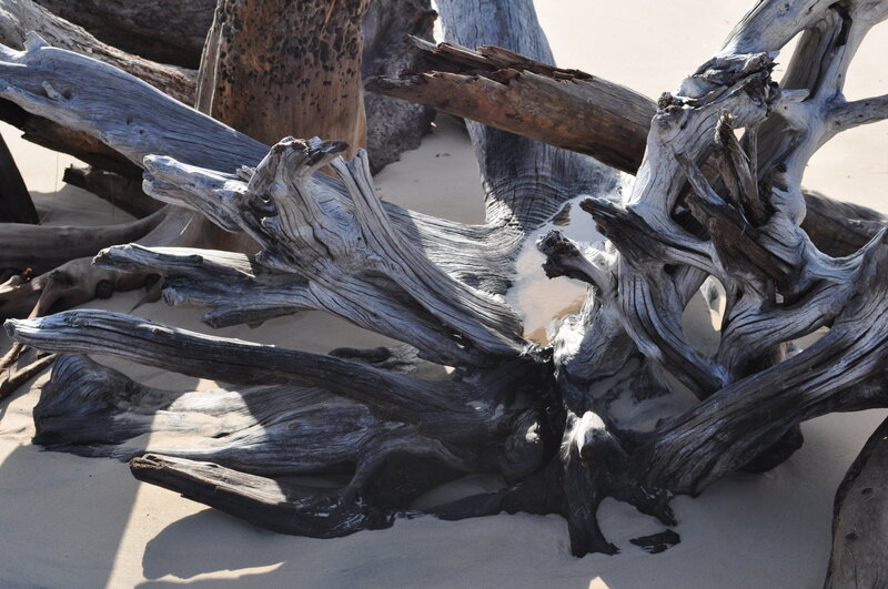 Driftwood on Beach — Gray, Natural, Afternoon