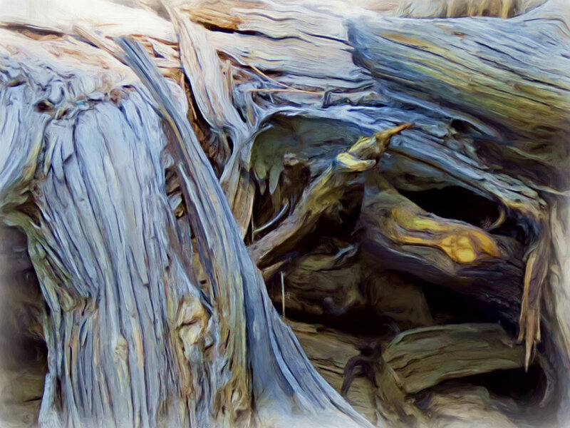 Driftwood on Beach — Gray, Natural