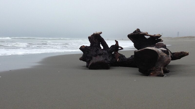 Driftwood on Beach — Gray, Overcast