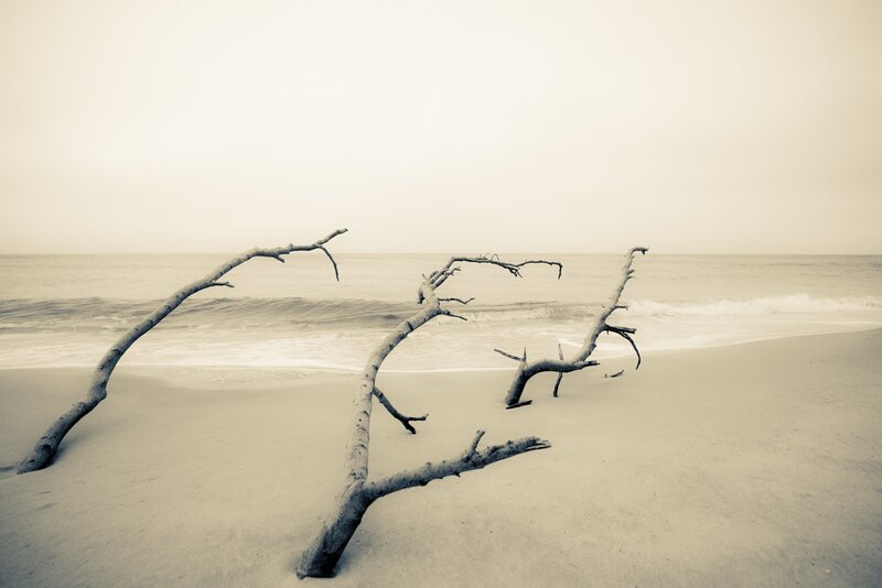Driftwood on Beach — Gray, Serene, Morning