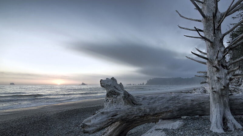 Driftwood on Beach — Gray, Serene, Sunrise