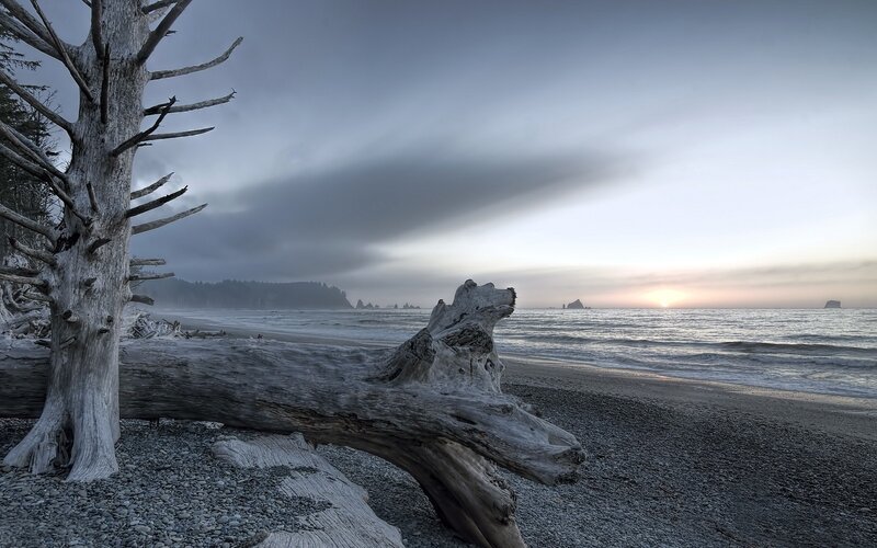 Driftwood on Beach — Gray, Serene, Sunset