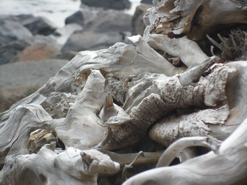 Driftwood on Beach — Gray