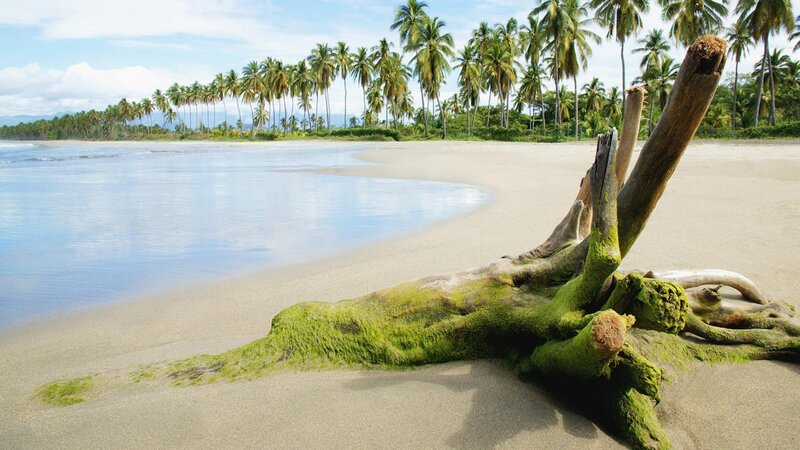 Driftwood on Beach — Green, Serene, Afternoon, Photograph, Palm Trees, Sand, Ocean