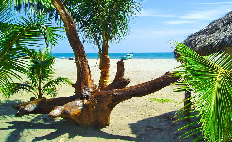 Driftwood on Beach — Green, Serene, Afternoon
