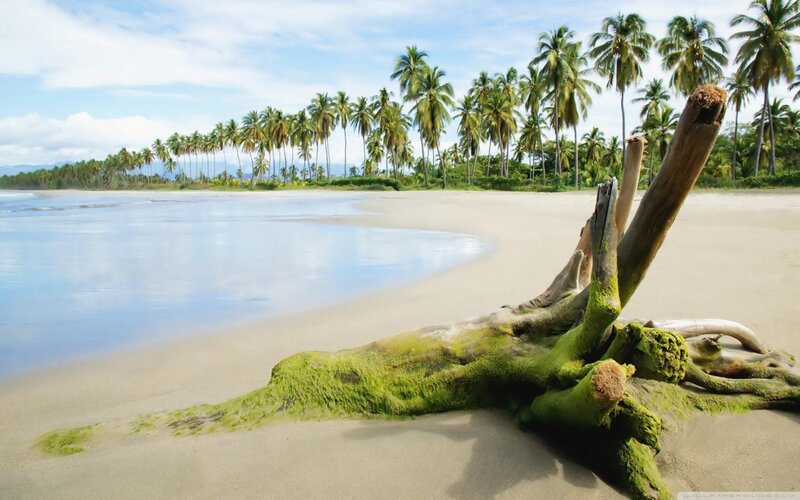 Driftwood on Beach — Green, Serene