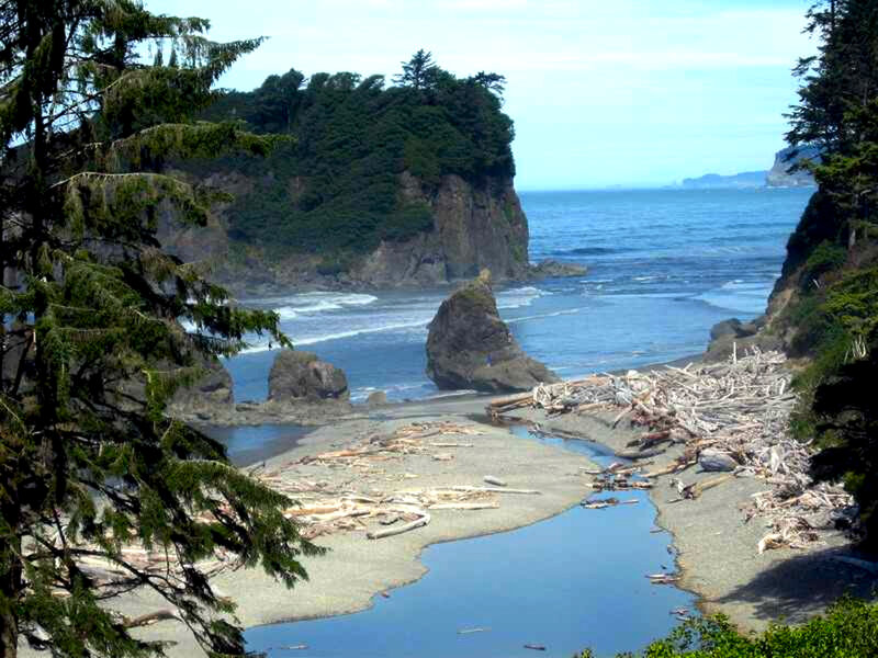 Driftwood on Beach — Green
