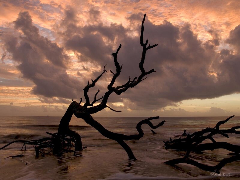 Driftwood on Beach — Orange, Dramatic, Sunset, Photograph, Ocean, Clouds, Sky