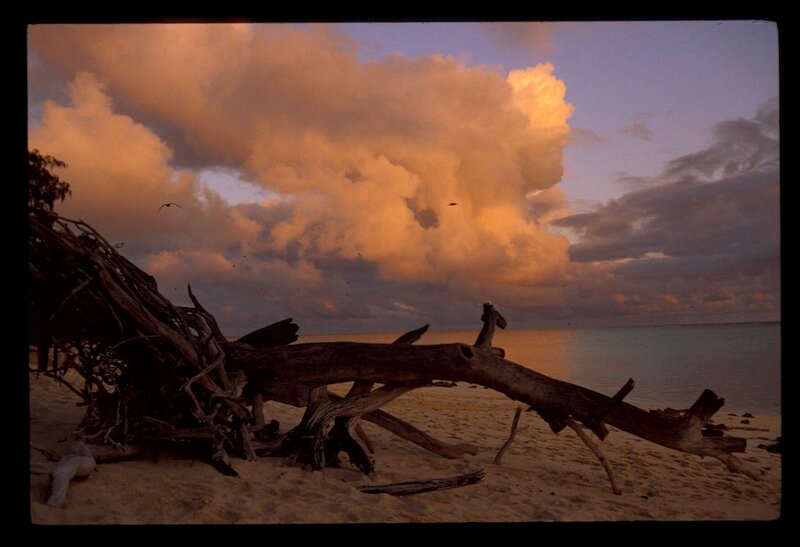 Driftwood on Beach — Orange, Dramatic