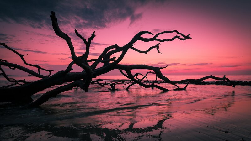 Driftwood on Beach — Pink, Dramatic, Sunset, Photograph, Ocean, Sky