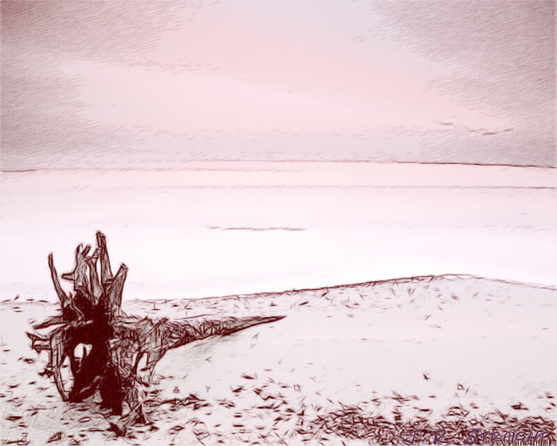 Driftwood on Beach — Pink, Serene, Sunset, Illustration