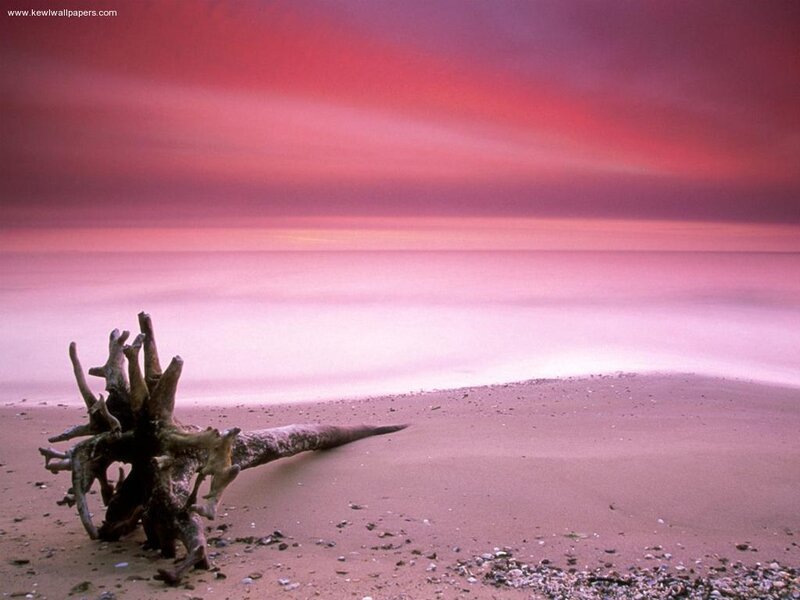 Driftwood on Beach — Pink, Serene
