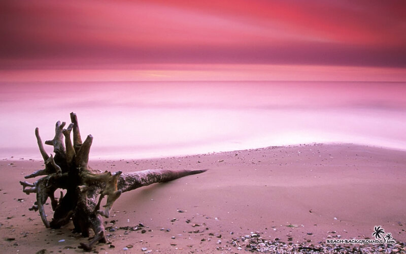 Driftwood on Beach — Pink