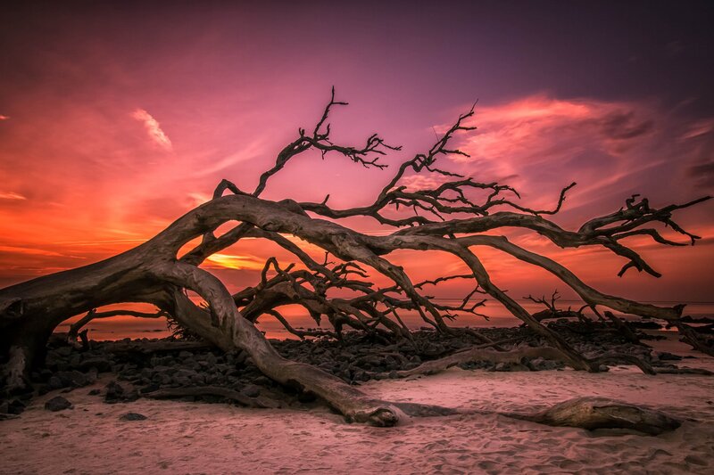 Driftwood on Beach — Purple, Dramatic, Sunset, Photograph, Sky
