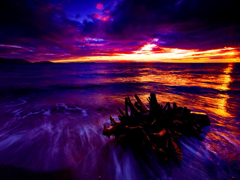 Driftwood on Beach — Purple, Dramatic