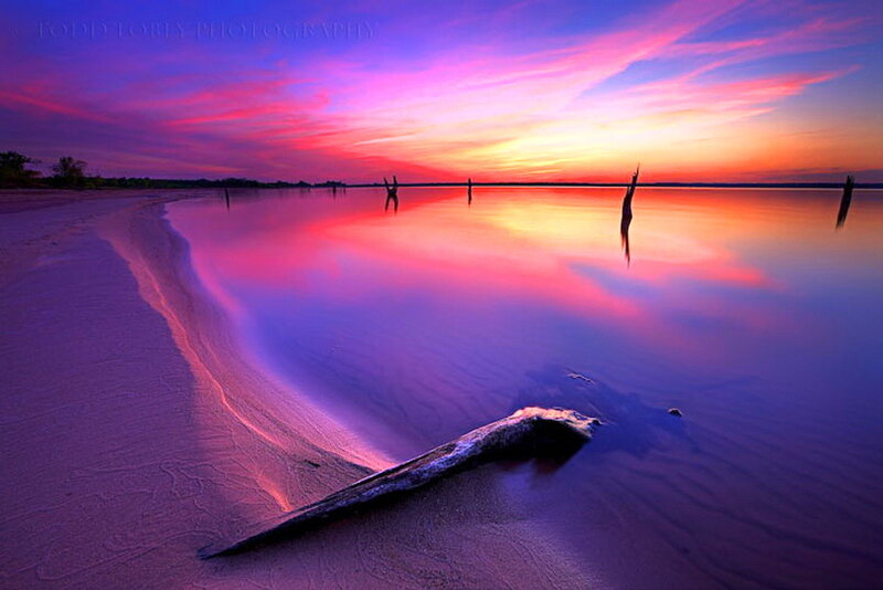 Driftwood on Beach — Purple