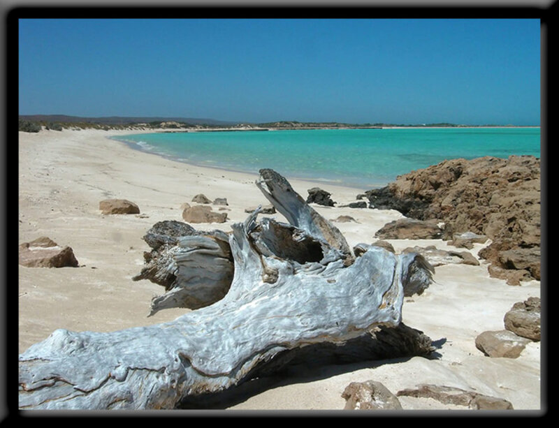 Driftwood on Beach
