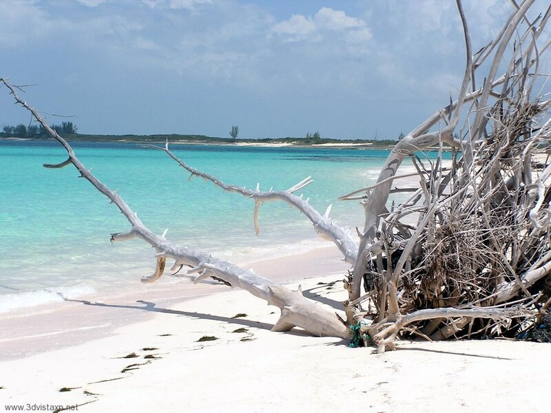 Driftwood on Beach — White, Serene, Afternoon, Photograph, Ocean