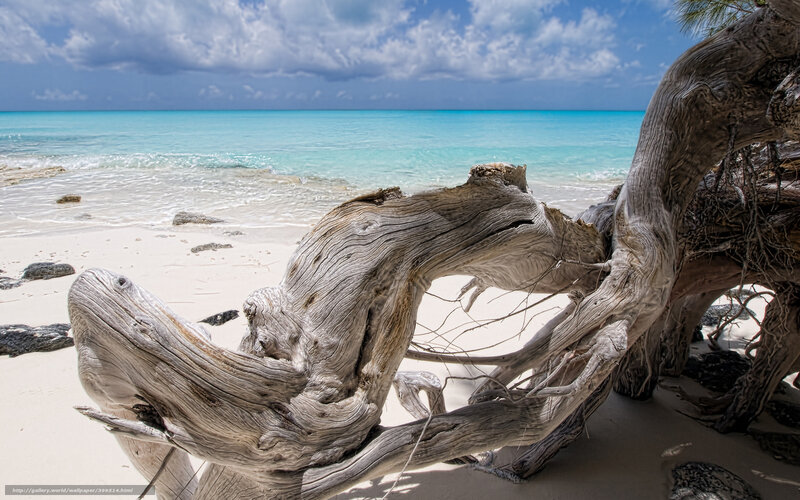 Driftwood on Beach — White, Serene, Afternoon, Photograph, Sand