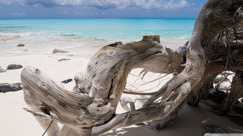 Driftwood on Beach — White, Serene, Afternoon