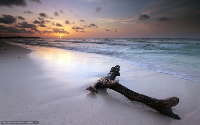 Driftwood on Beach — White, Serene, Sunset