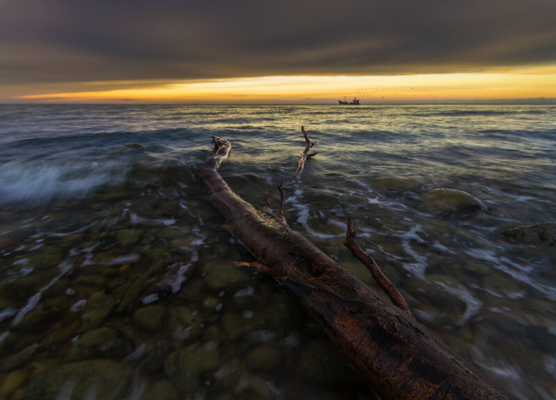 Driftwood on Beach — Yellow, Dramatic