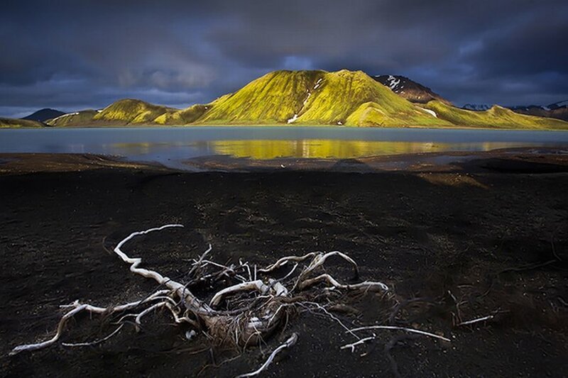 Driftwood on Black Sand