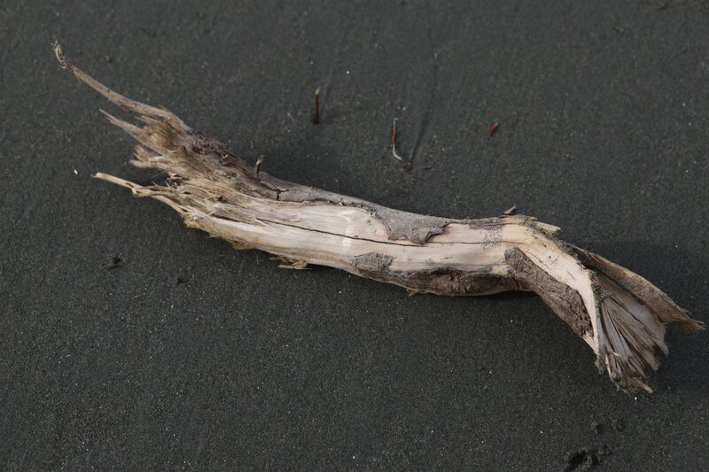 Driftwood on Dark Sand