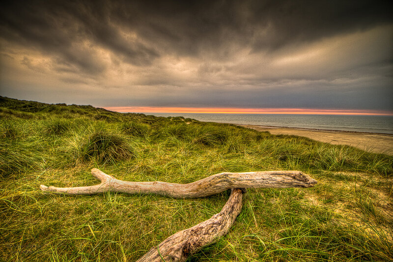 Driftwood on Dune