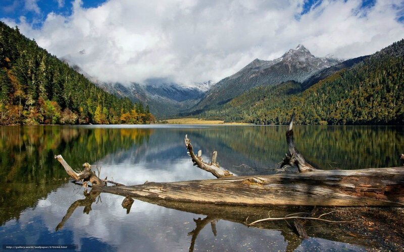 Driftwood on Lake — Blue, Serene, Afternoon