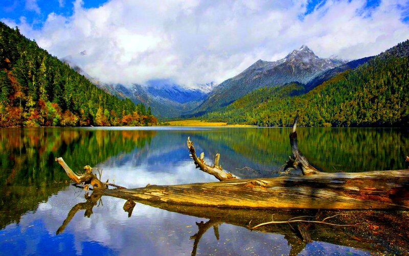 Driftwood on Lake — Blue, Serene