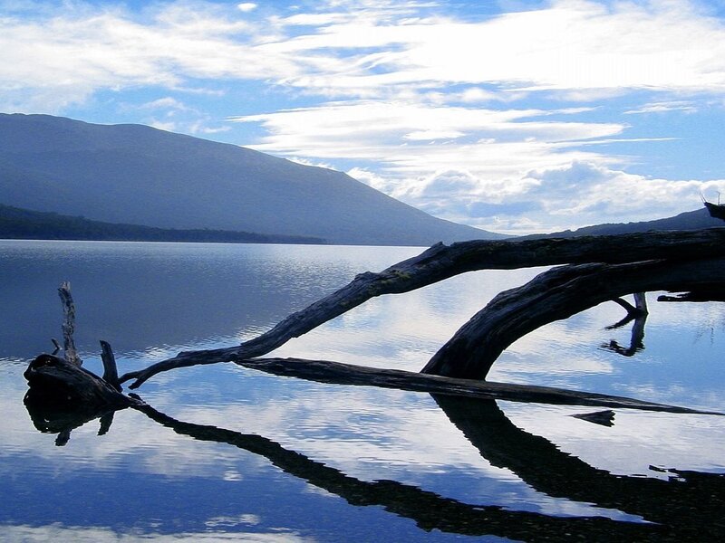 Driftwood on Lake — Blue