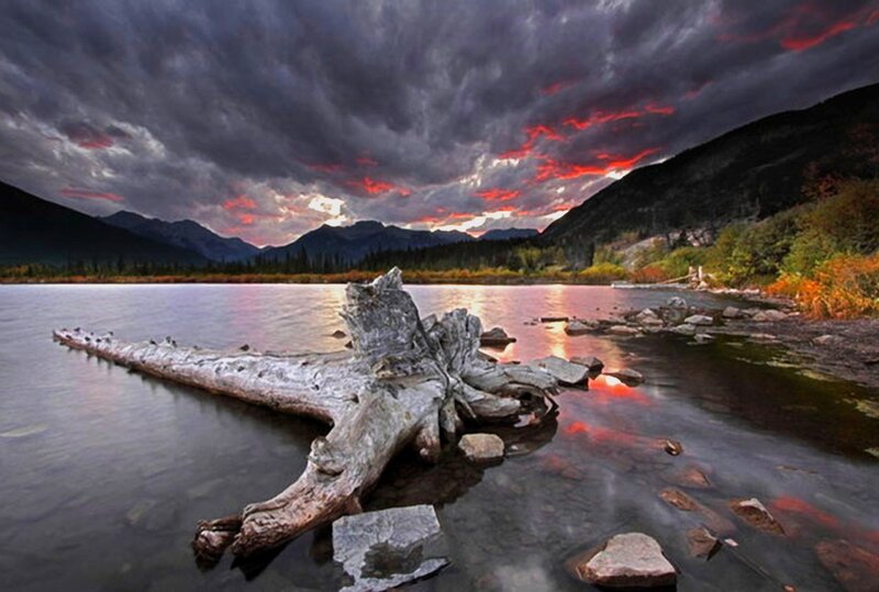 Driftwood on Lake — Gray
