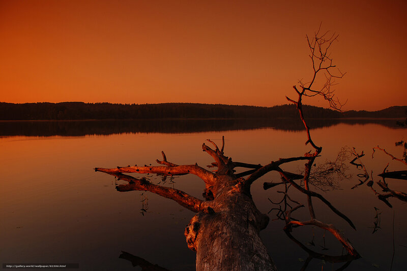 Driftwood on Lake — Orange
