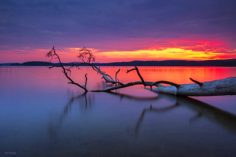 Driftwood on Lake — Purple