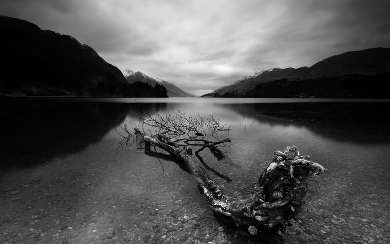 Driftwood on Lake Shore — Black