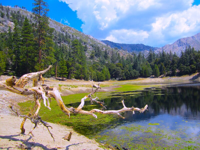 Driftwood on Lake Shore — Blue, Serene, Afternoon, Photograph, Mountain
