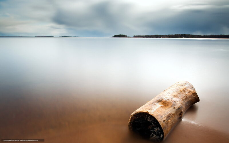 Driftwood on Lake Shore — Brown