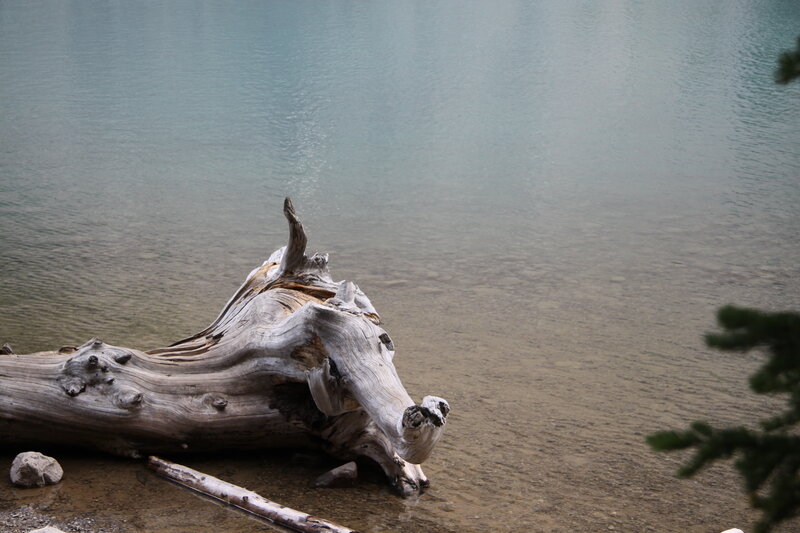 Driftwood on Lake Shore — Gray