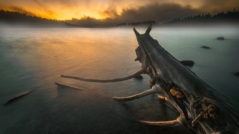 Driftwood on Lake Shore — Orange