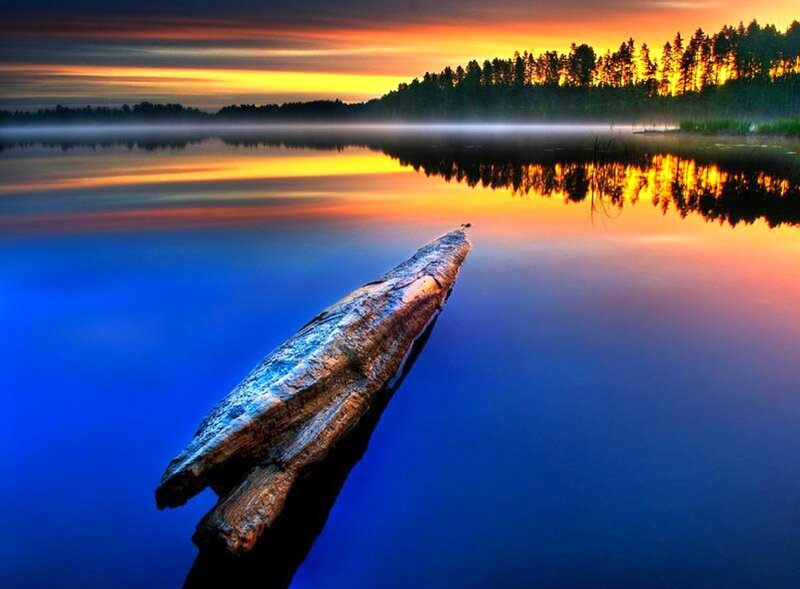 Driftwood on Lake