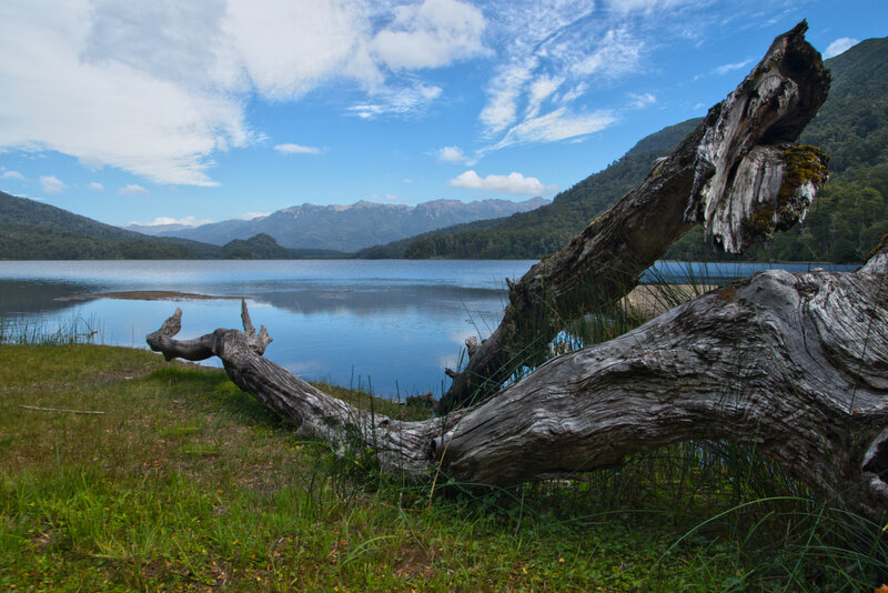 Driftwood on Lakeshore