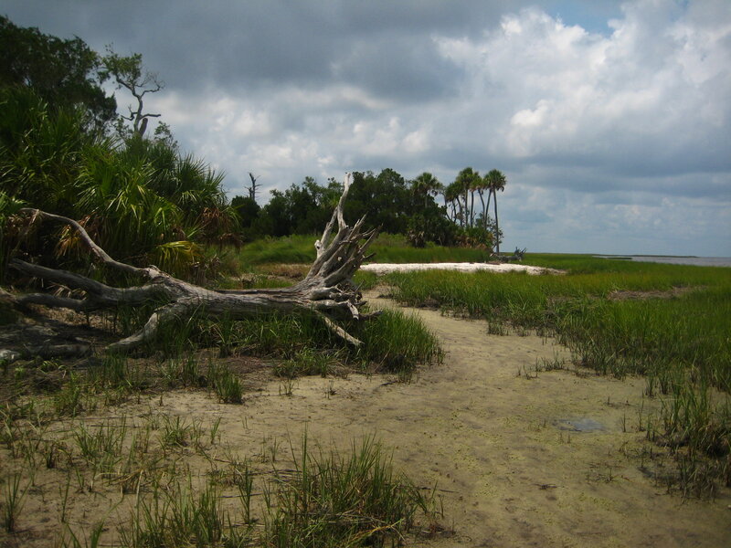 Driftwood on Marsh Path