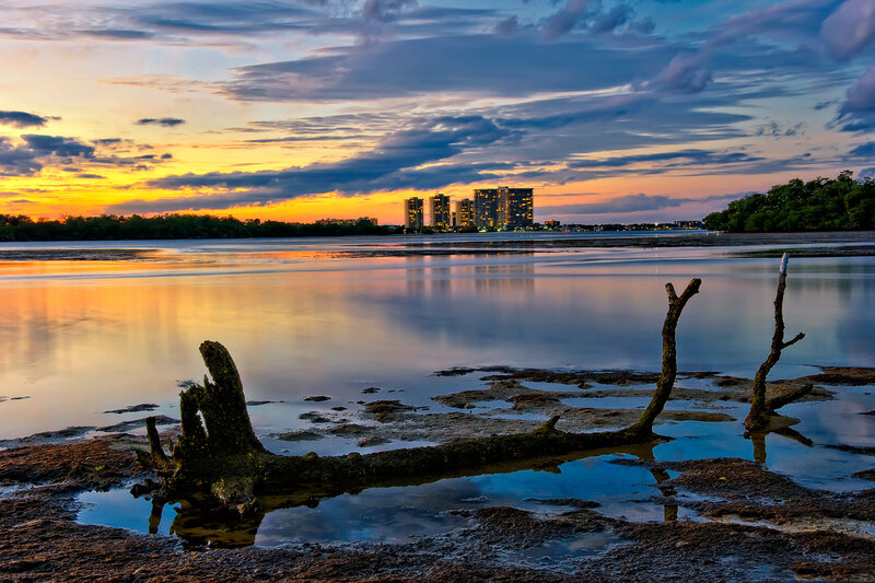 Driftwood on Mudflats