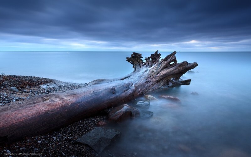 Driftwood on Pebble Beach — Blue, Dramatic, Morning