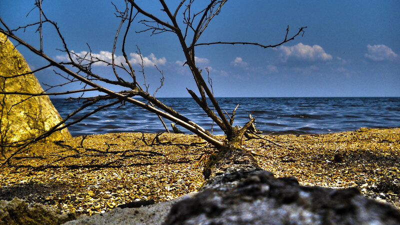 Driftwood on Pebble Beach — Blue, Serene, Afternoon